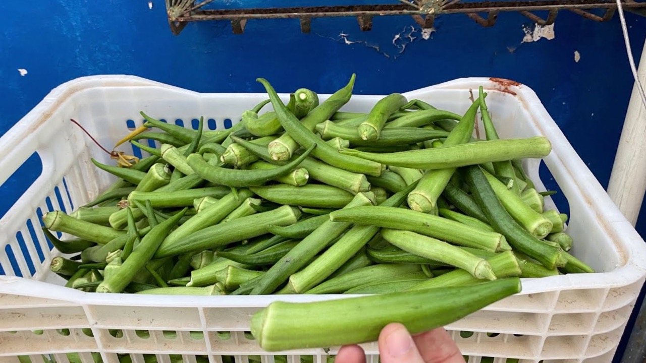 Haricots verts